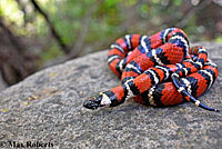 Coast Mountain Kingsnake