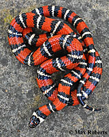 Coast Mountain Kingsnake