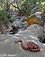 Coast Mountain Kingsnake