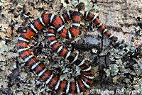 Coast Mountain Kingsnake