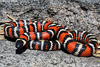 San Diego Mountain Kingsnake   