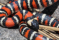 San Diego Mountain Kingsnake   