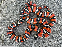 San Diego Mountain Kingsnake   