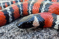 San Diego Mountain Kingsnake   