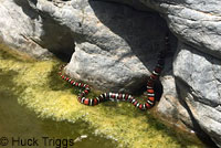 San Diego Mountain Kingsnake   