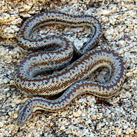 Rosy Boa