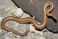 Rosy Boa