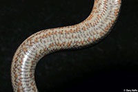 Rosy Boa