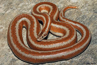 Rosy Boa