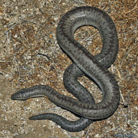 Rosy Boa