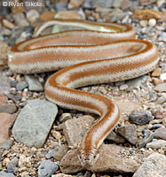 Rosy Boa