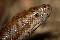 Rosy Boa