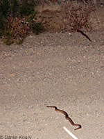 Rosy Boa