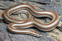 Rosy Boa