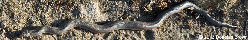 Rosy Boa