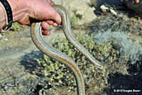 Rosy Boa