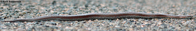 Rosy Boa