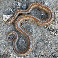 Rosy Boa