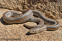 Rosy Boa