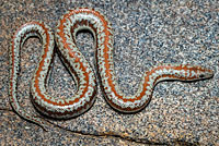 Rosy Boa