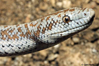 Rosy Boa