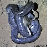 Rosy Boa