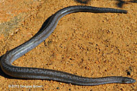 Rosy Boa