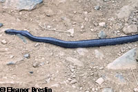 Rosy Boa