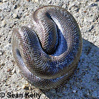 Rosy Boa