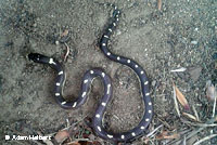 California Kingsnake