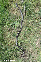 California Kingsnake