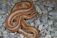 Rosy Boa