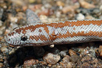 Rosy Boa