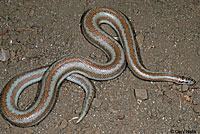 Rosy Boa