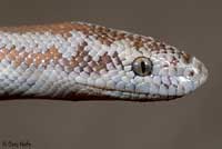 Rosy Boa