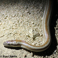 Rosy Boa