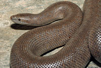 Rosy Boa