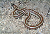 Rosy Boa