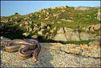 Rosy Boa