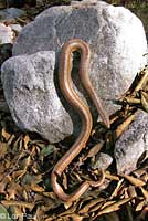 Rosy Boa