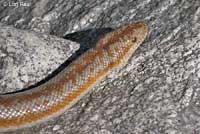 Rosy Boa