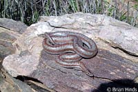 Rosy Boa