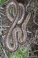 Rosy Boa