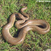 Rosy Boa