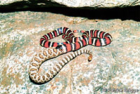 Sierra Mountain Kingsnake