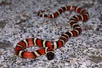 Sierra Mountain Kingsnake