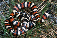 Sierra Mountain Kingsnake