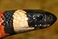 Sierra Mountain Kingsnake