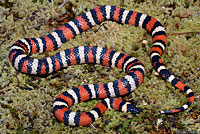 Sierra Mountain Kingsnake