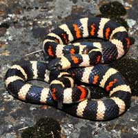 Sierra Mountain Kingsnake